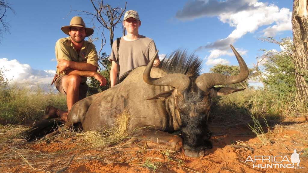 Blue Wildebeest Hunting Namibia