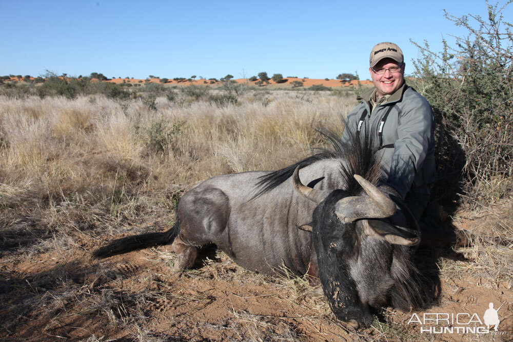 Blue Wildebeest Hunting Namibia