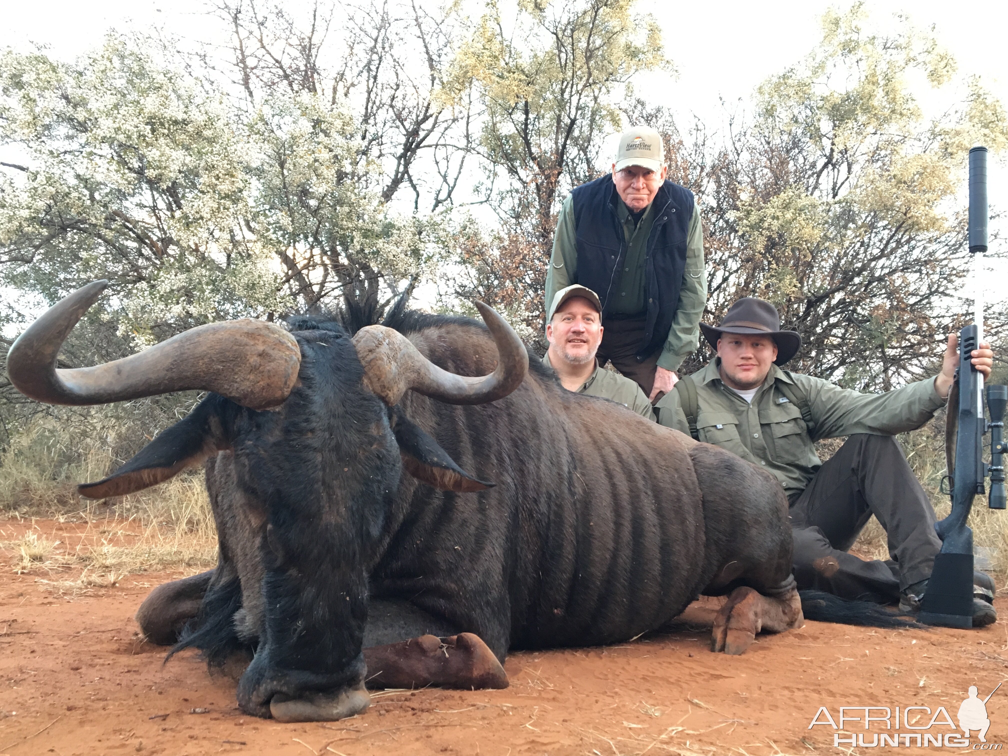 Blue Wildebeest Hunting South Africa