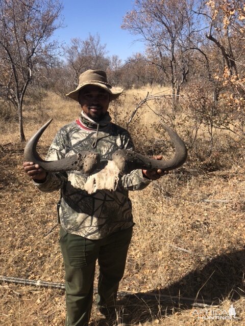 Blue Wildebeest Hunting South Africa