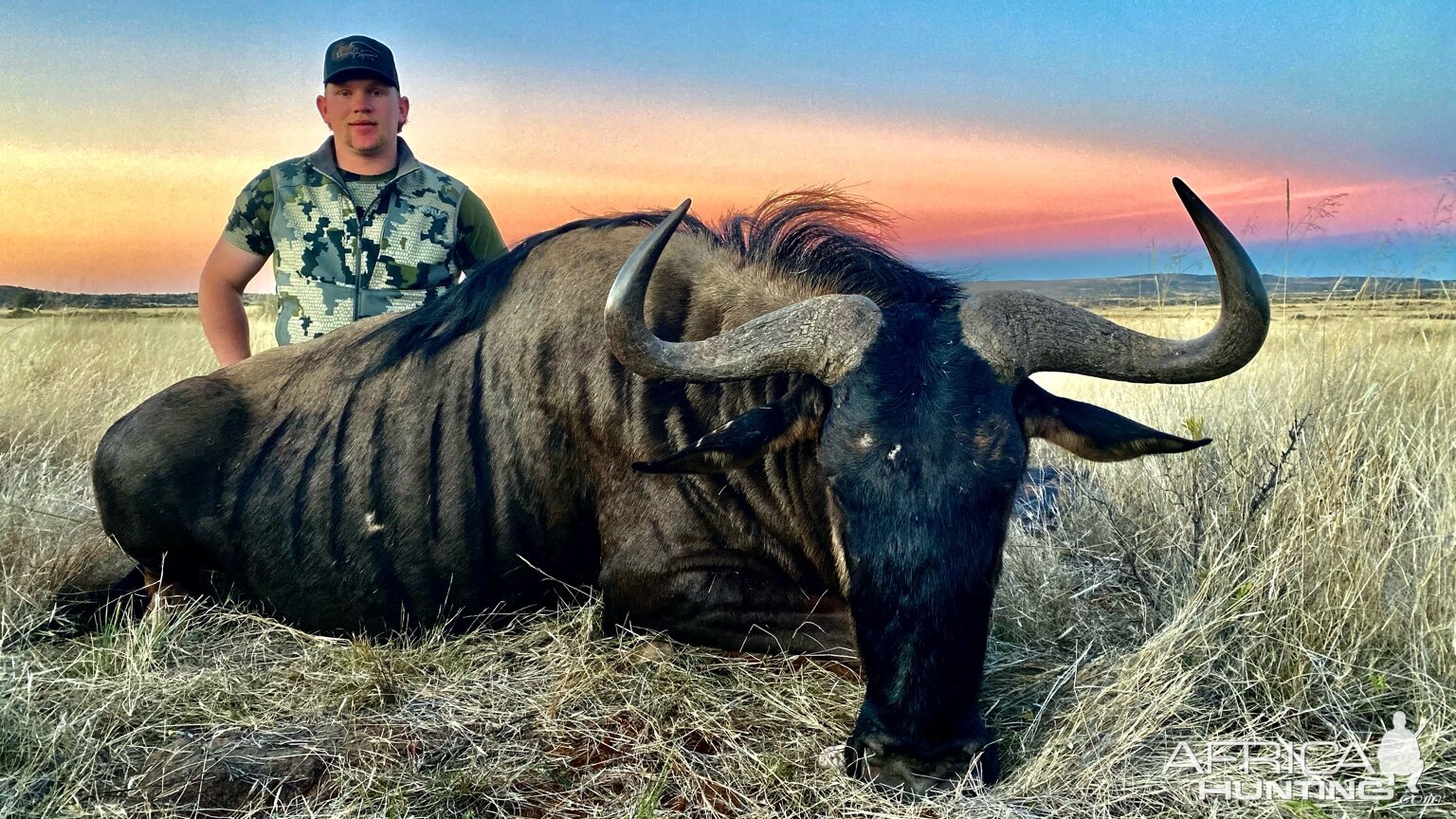 Blue Wildebeest Hunting South Africa