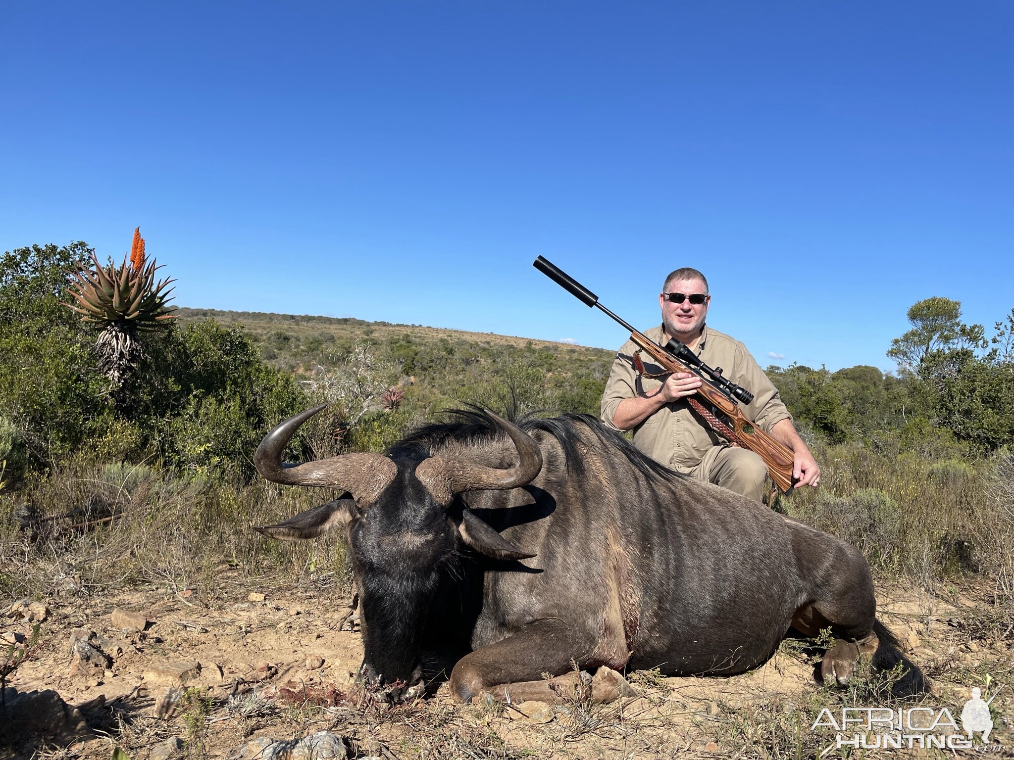 Blue Wildebeest Hunting South Africa