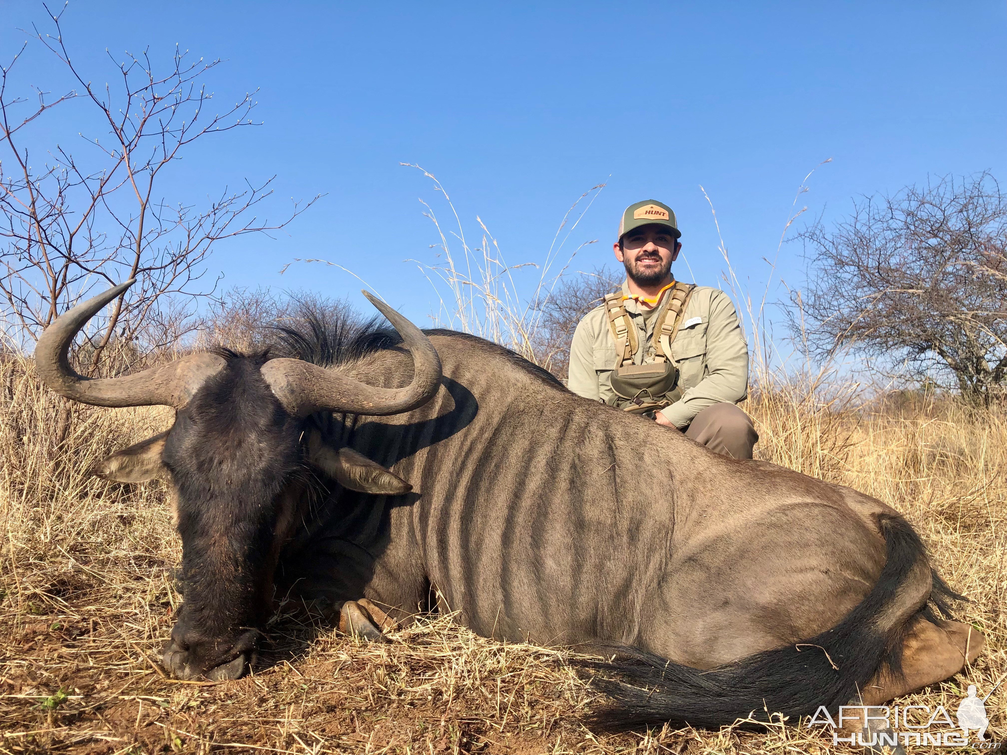 Blue Wildebeest Hunting South Africa