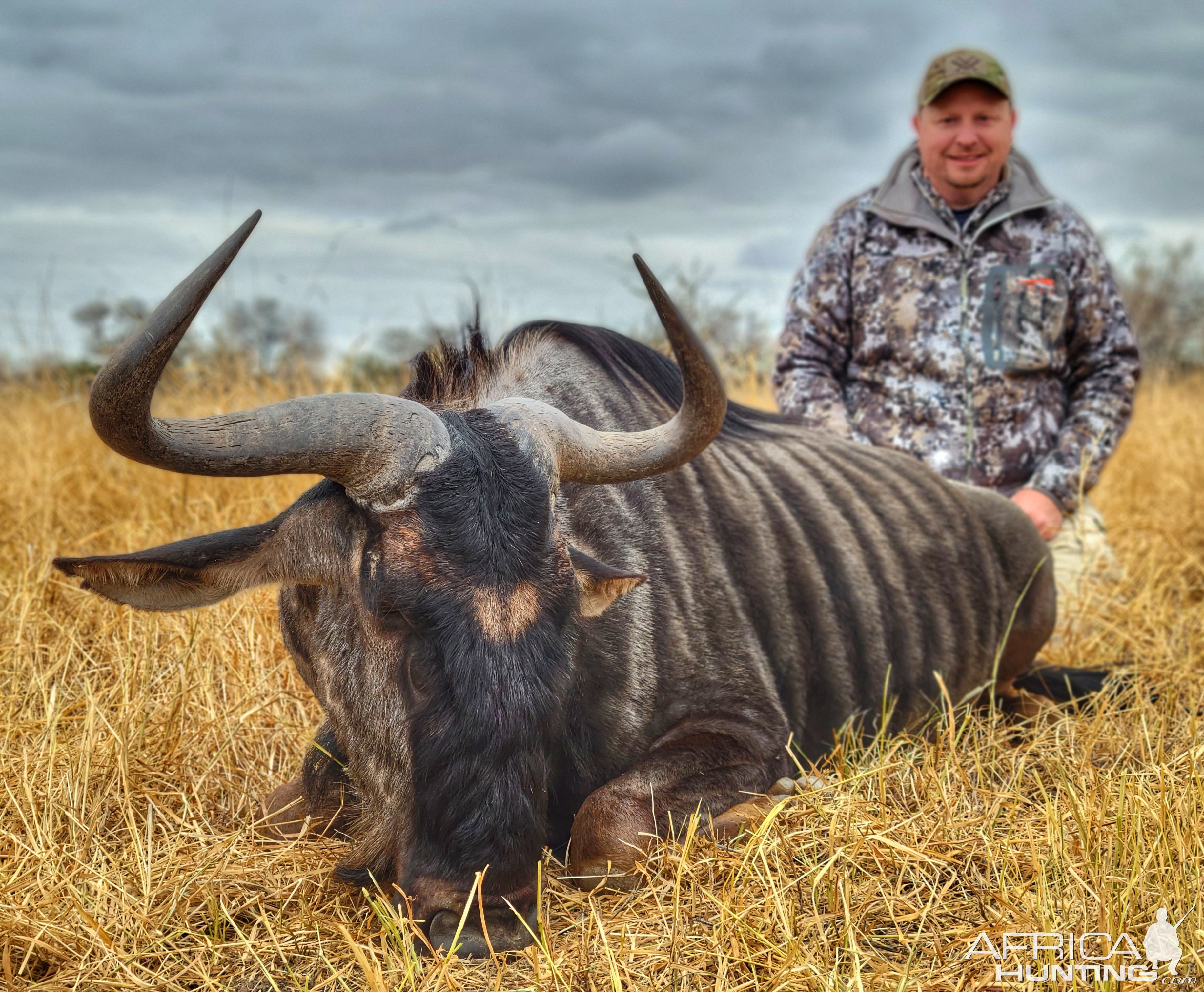 Blue Wildebeest Hunting South Africa