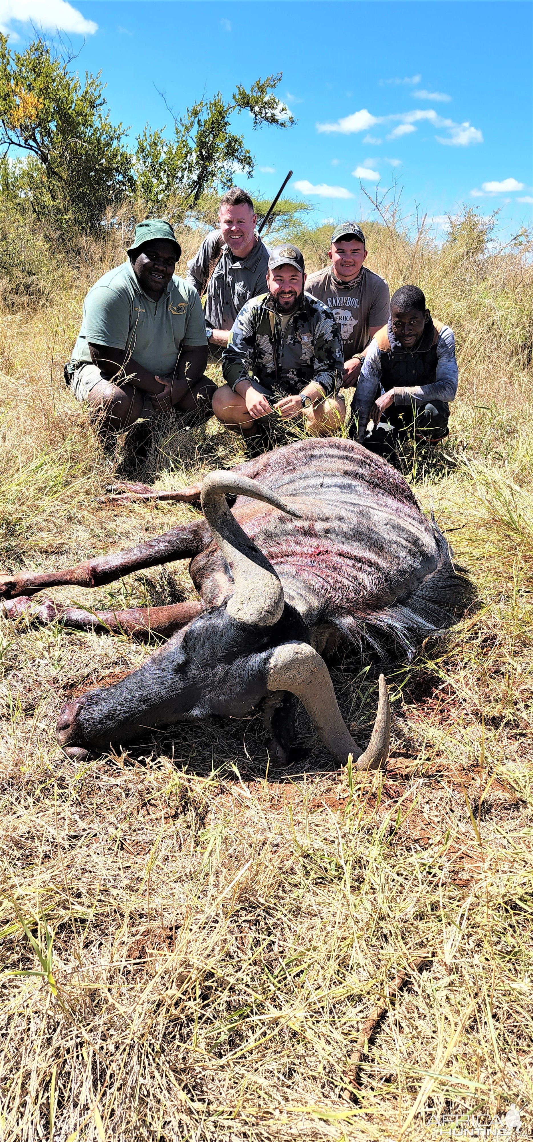 Blue Wildebeest Hunting South Africa