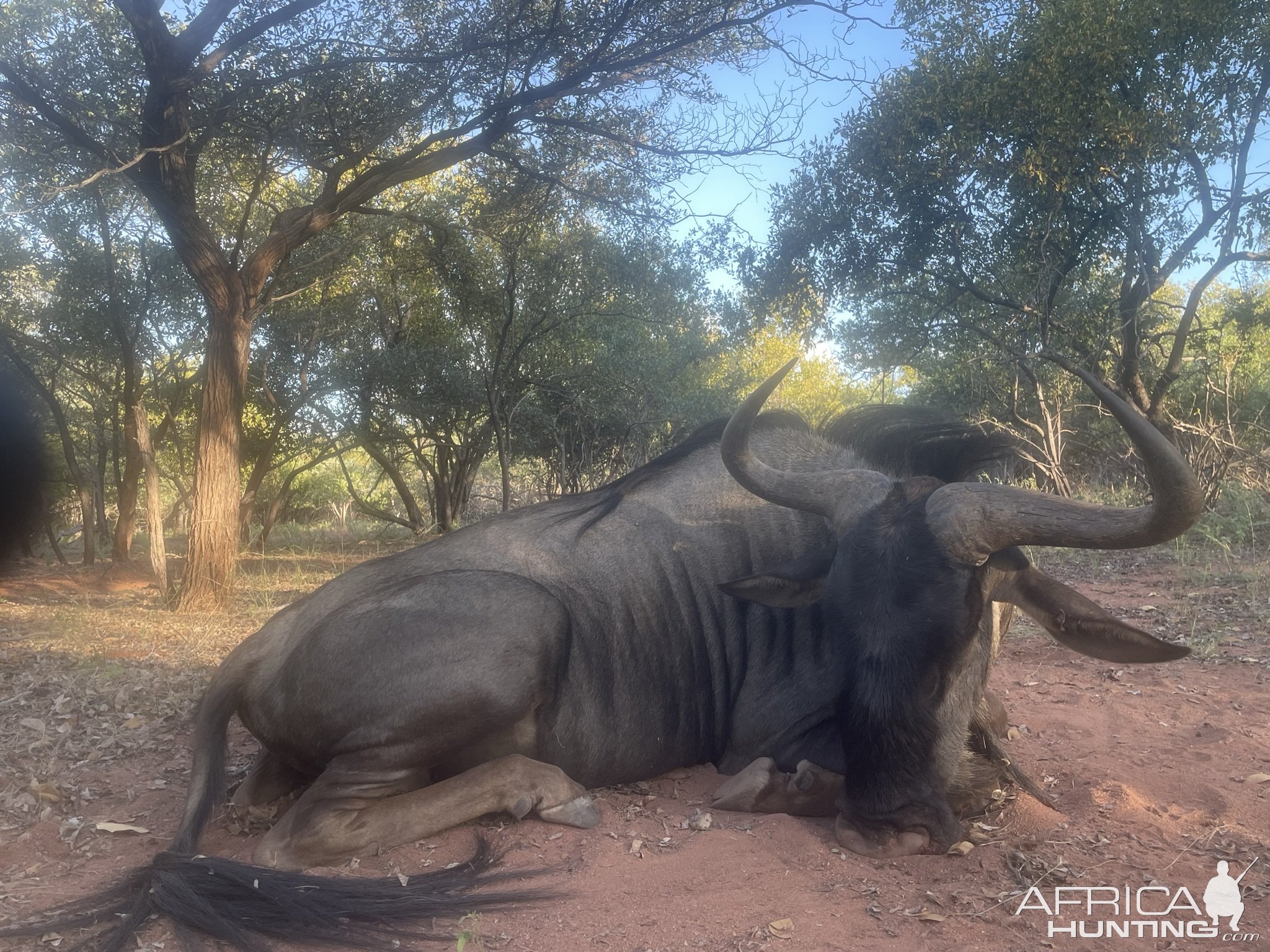 Blue Wildebeest Hunting South Africa