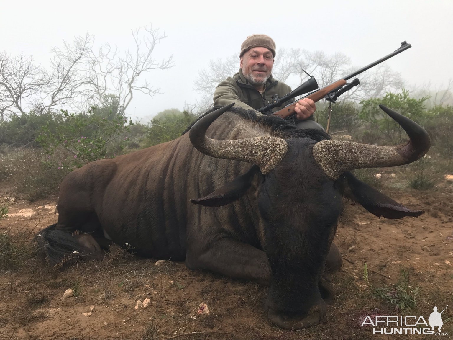 Blue Wildebeest Hunting South Africa