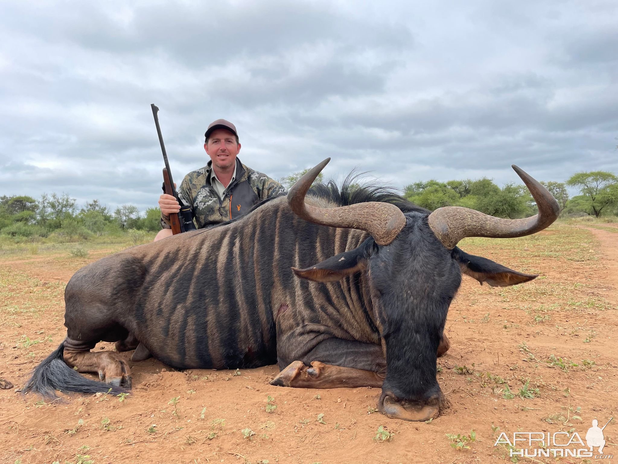 Blue Wildebeest Hunting South Africa