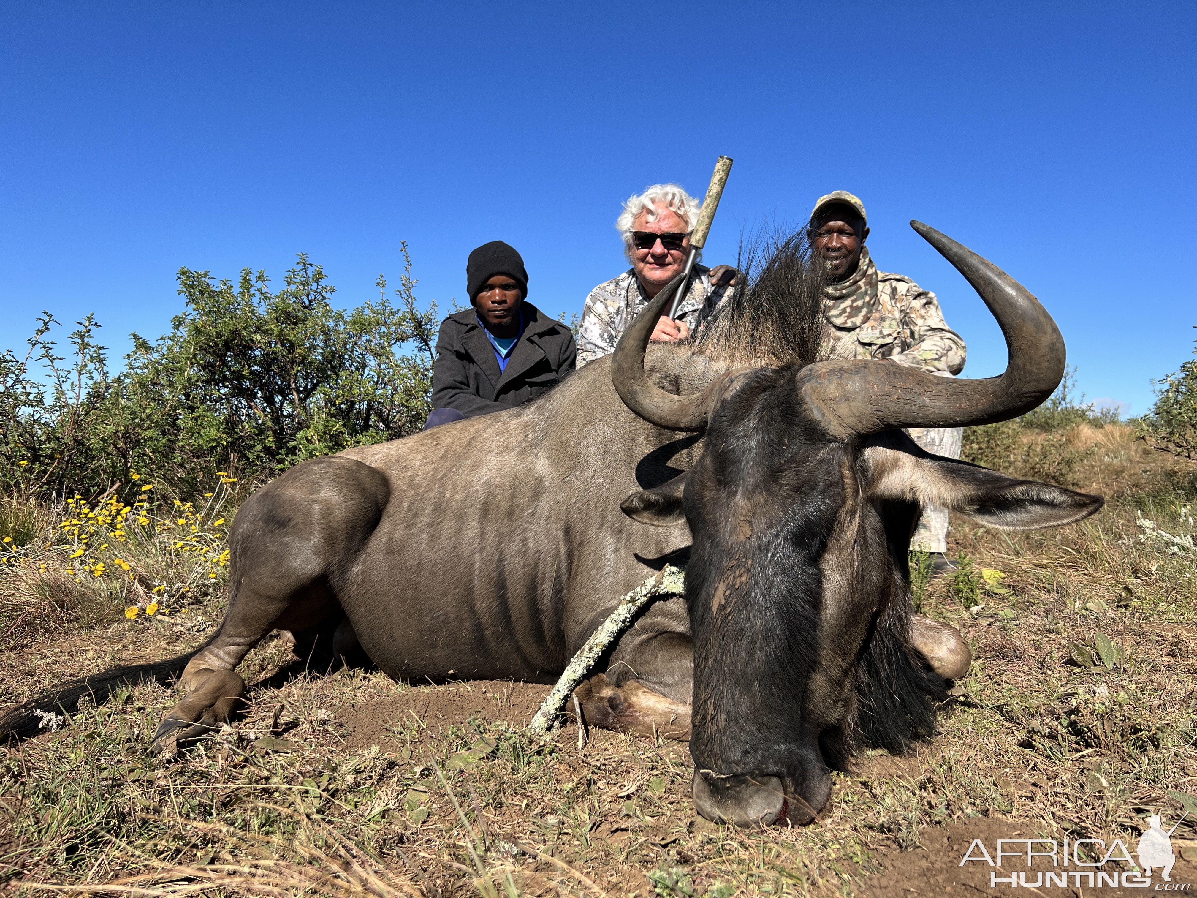 Blue Wildebeest Hunting South Africa