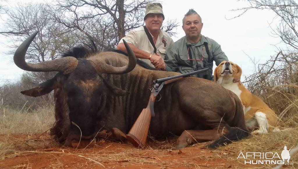 Blue Wildebeest Hunting South Africa