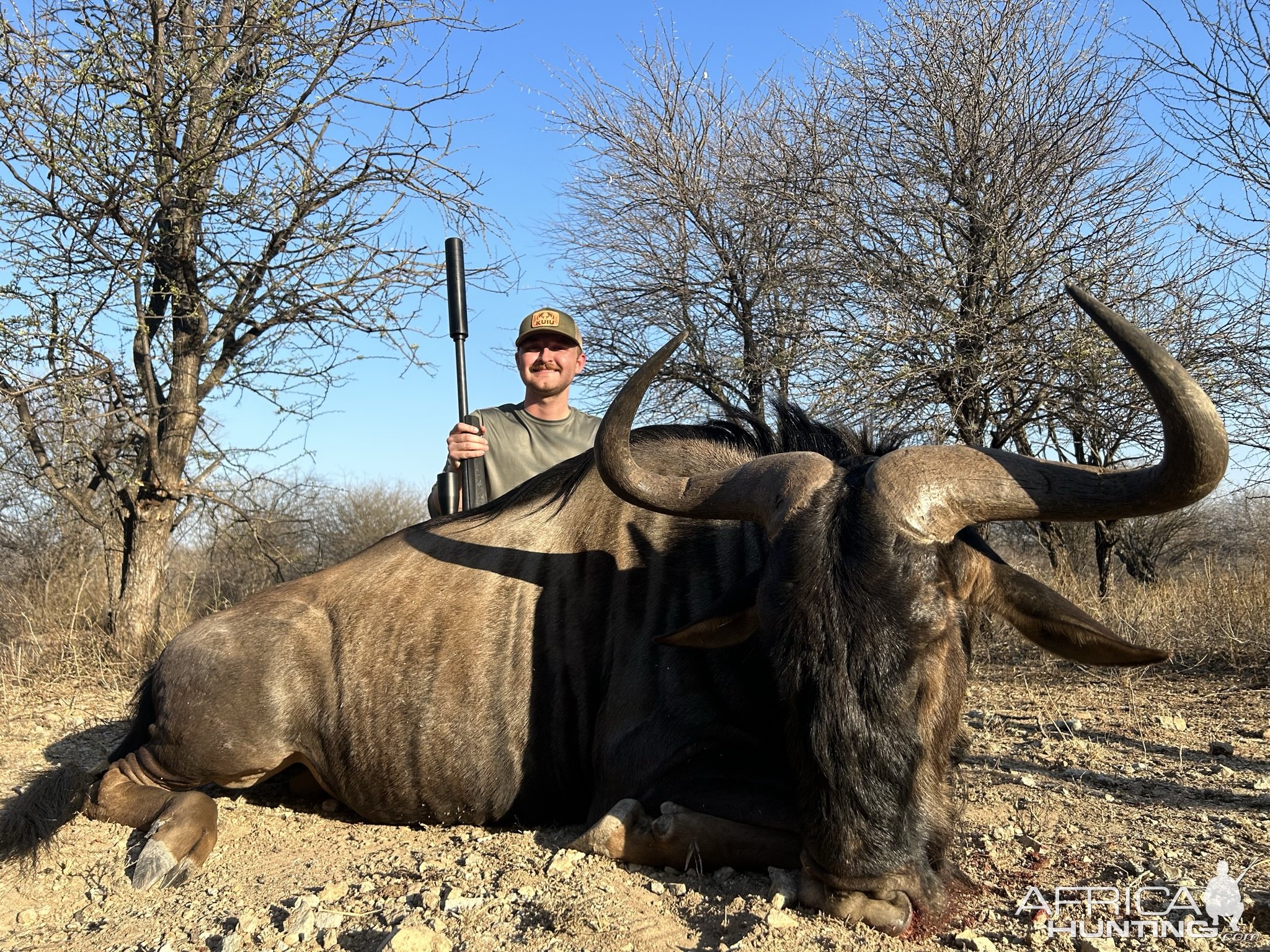 Blue Wildebeest Hunting South Africa