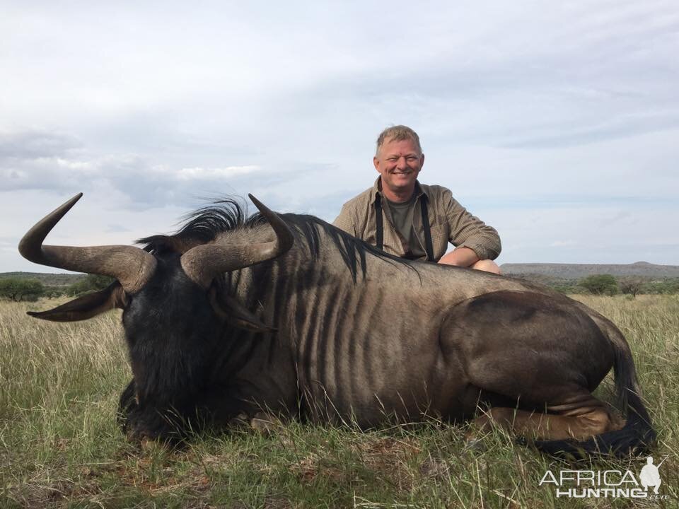 Blue Wildebeest Hunting South Africa