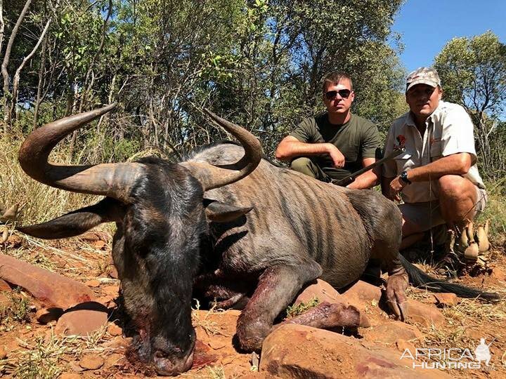 Blue Wildebeest Hunting South Africa