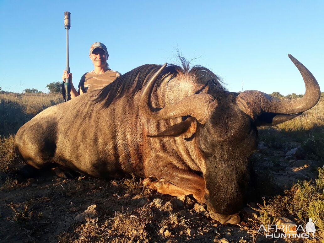 Blue Wildebeest Hunting South Africa