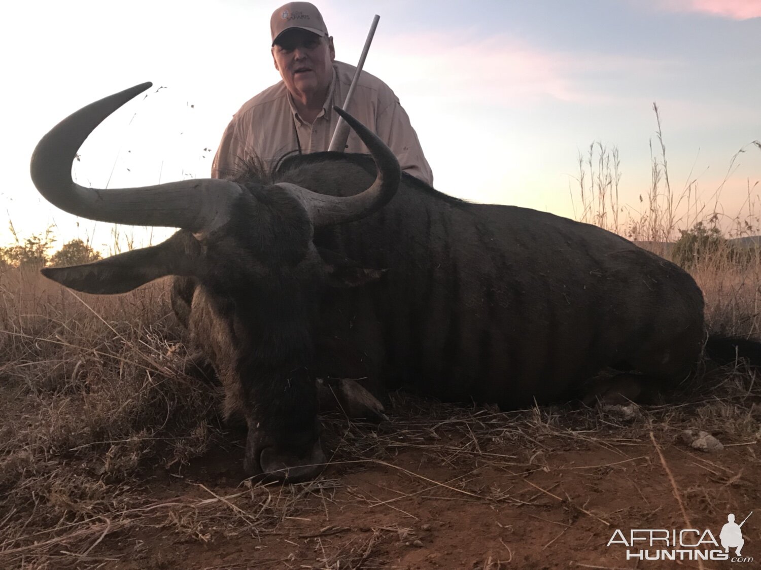 Blue Wildebeest Hunting South Africa