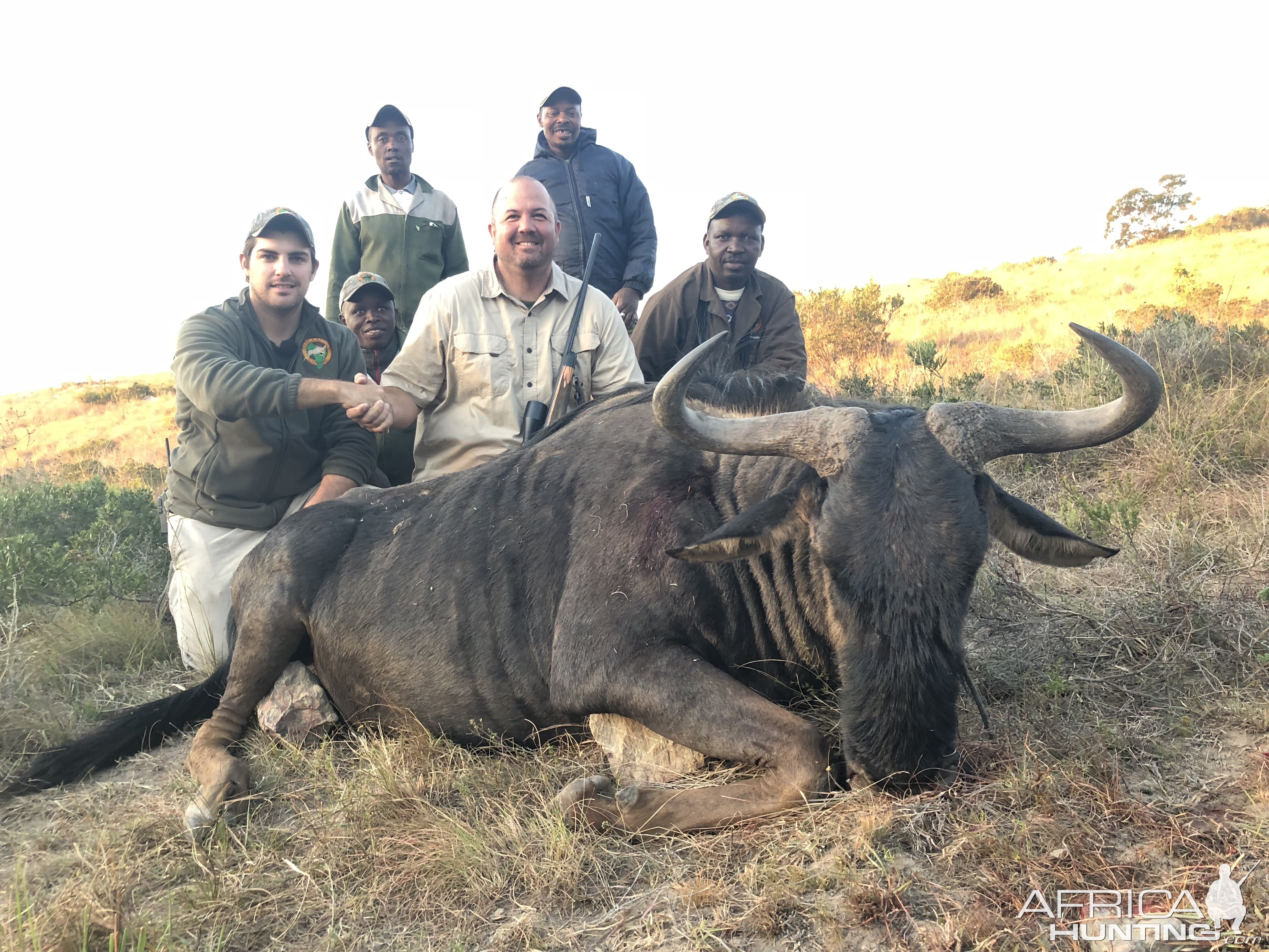 Blue Wildebeest Hunting South Africa