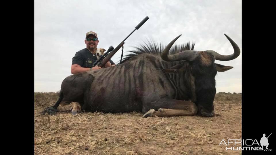 Blue WIldebeest Hunting South Africa