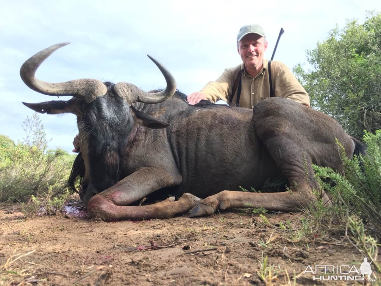 Blue Wildebeest Hunting South Africa