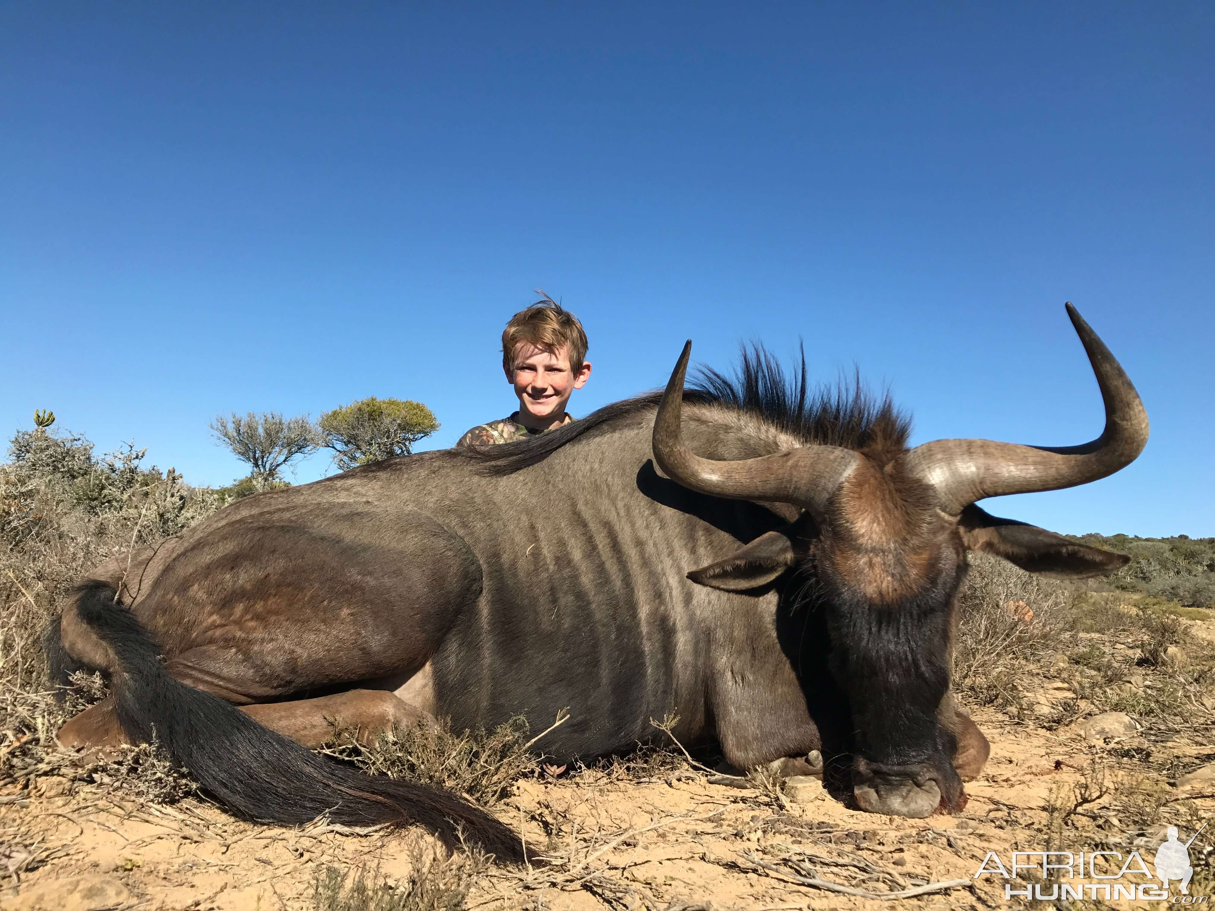 Blue Wildebeest Hunting South Africa