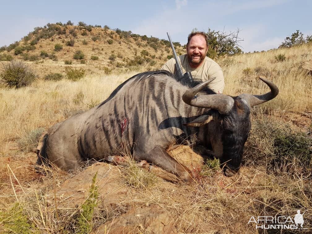 Blue Wildebeest Hunting South Africa