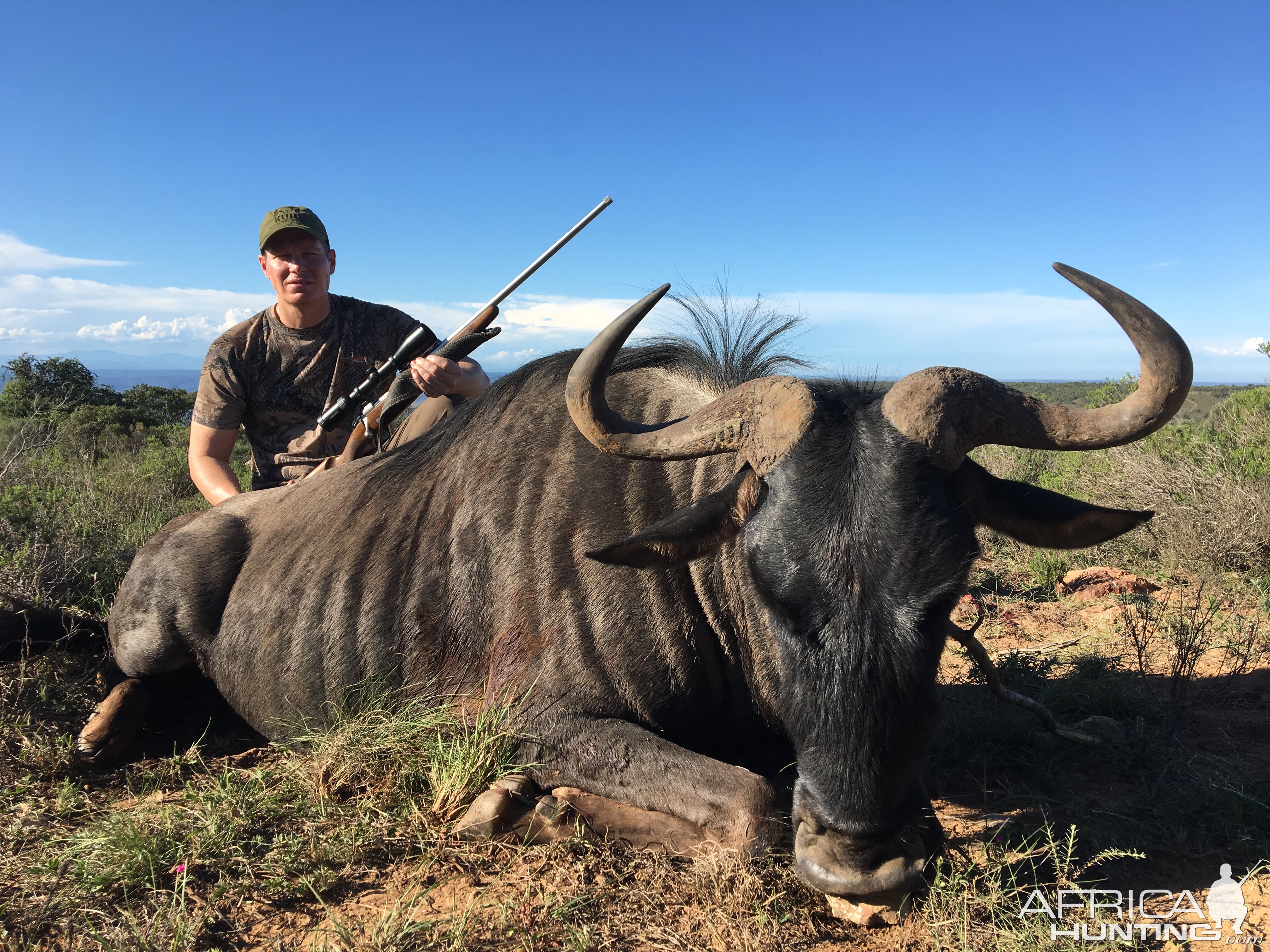 Blue Wildebeest Hunting South Africa