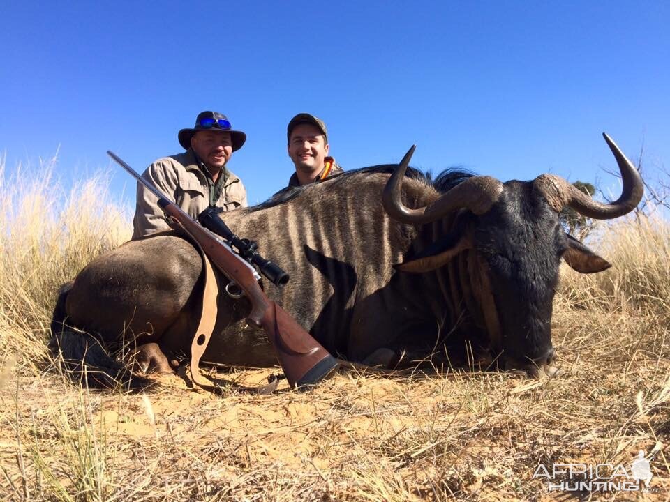 Blue Wildebeest Hunting South Africa