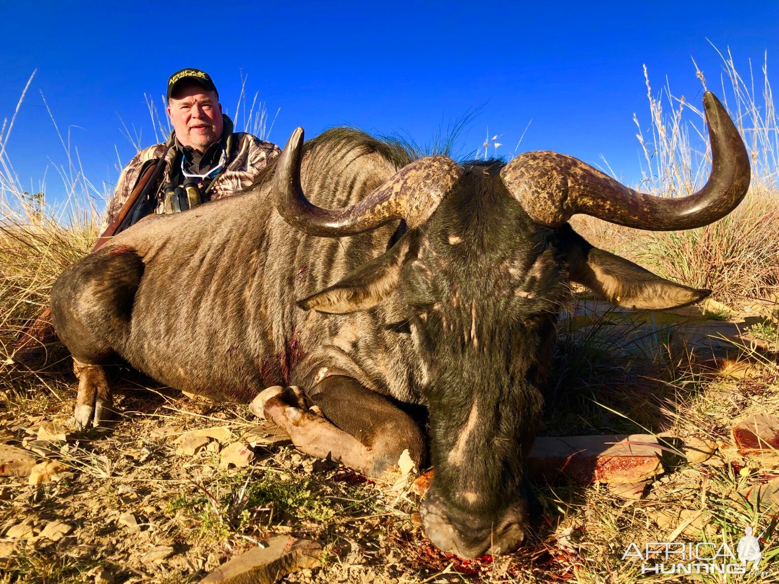 Blue Wildebeest Hunting South Africa