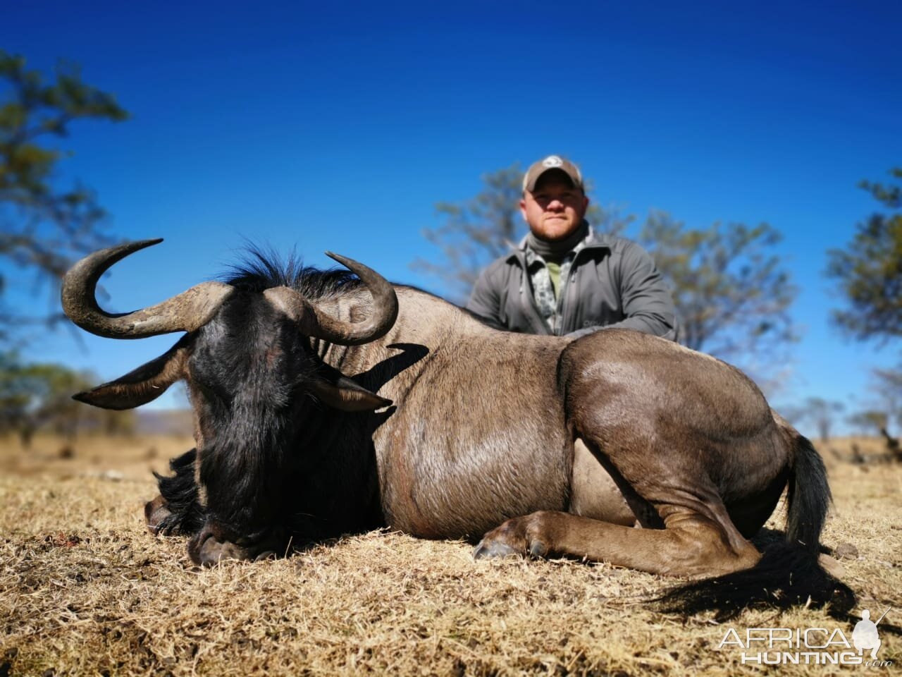 Blue Wildebeest Hunting South Africa