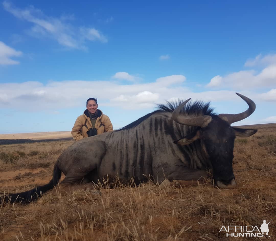 Blue Wildebeest Hunting South Africa