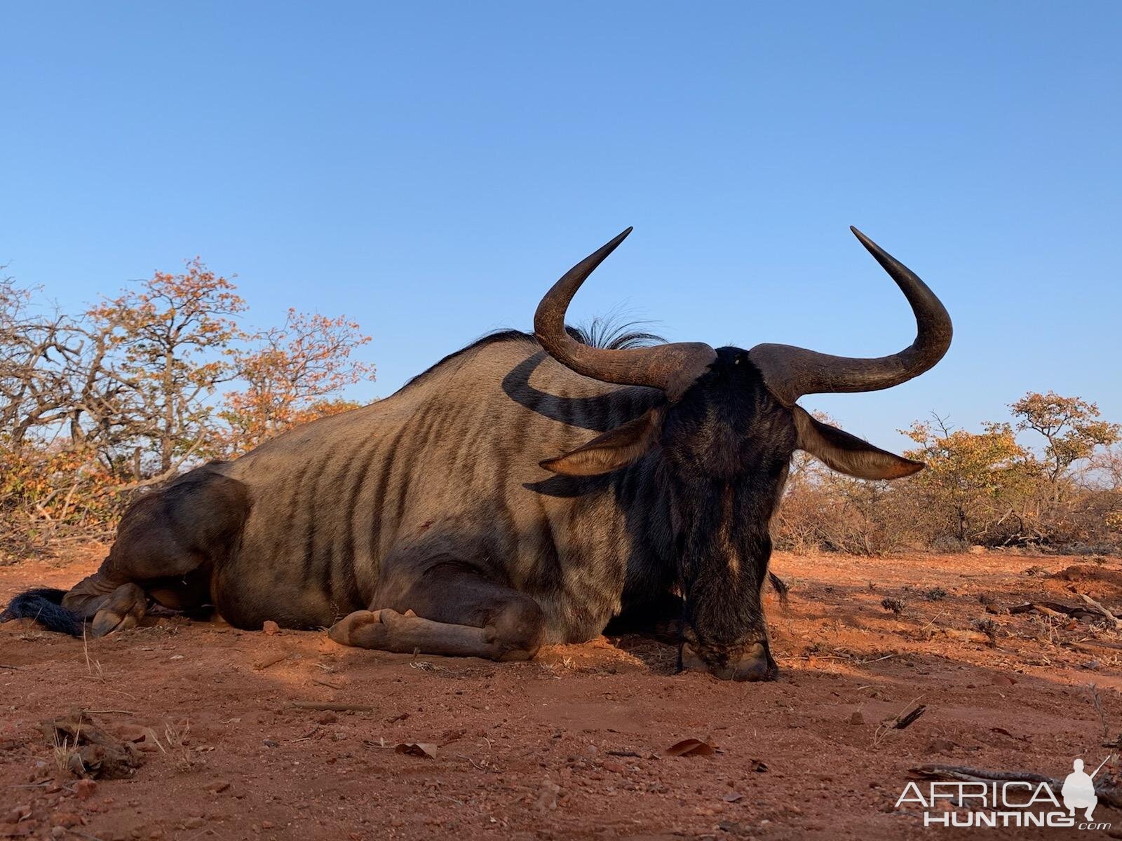 Blue Wildebeest Hunting South Africa