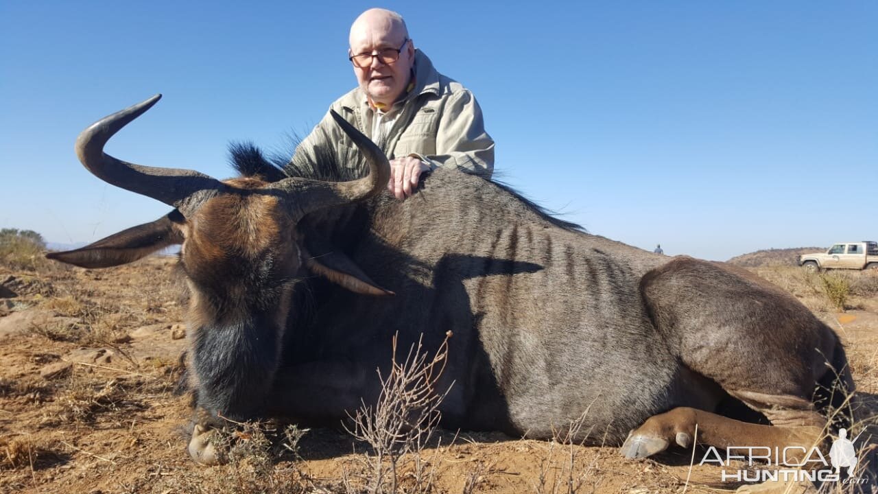 Blue Wildebeest Hunting South Africa