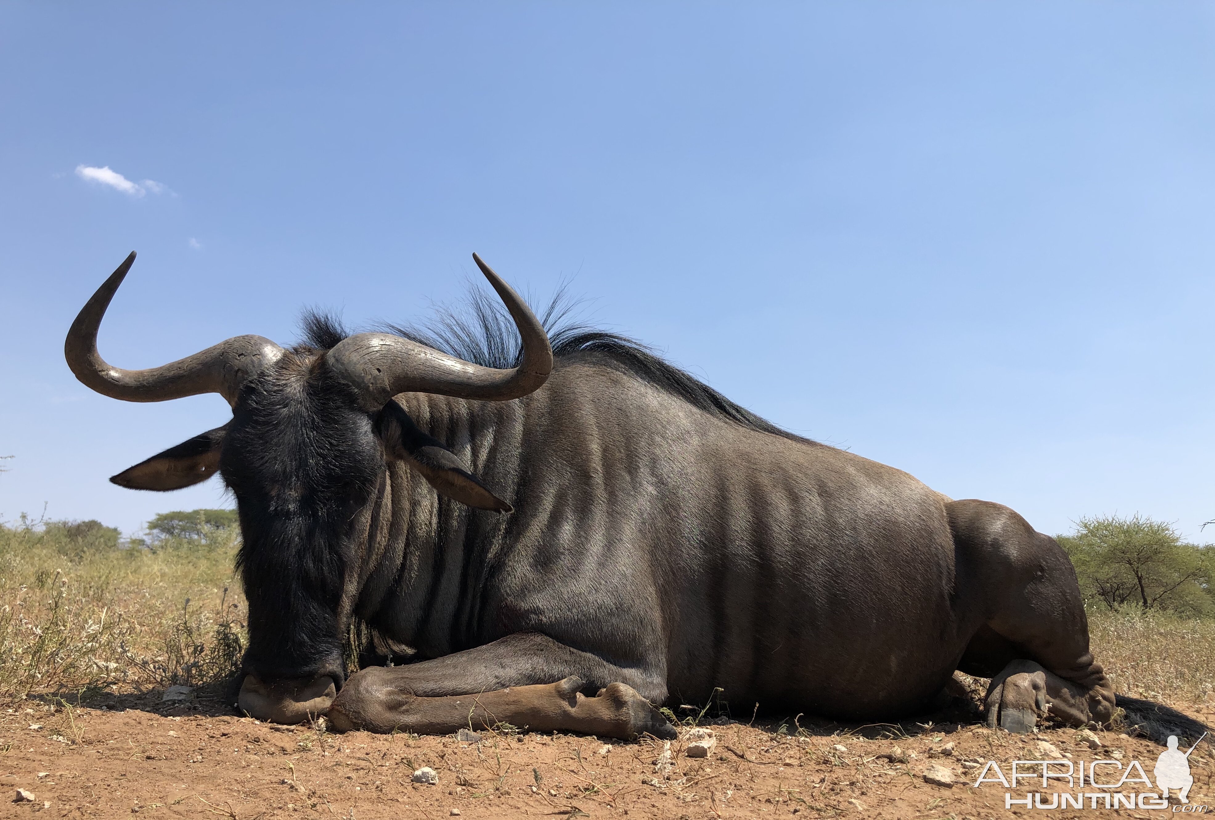 Blue Wildebeest Hunting South Africa