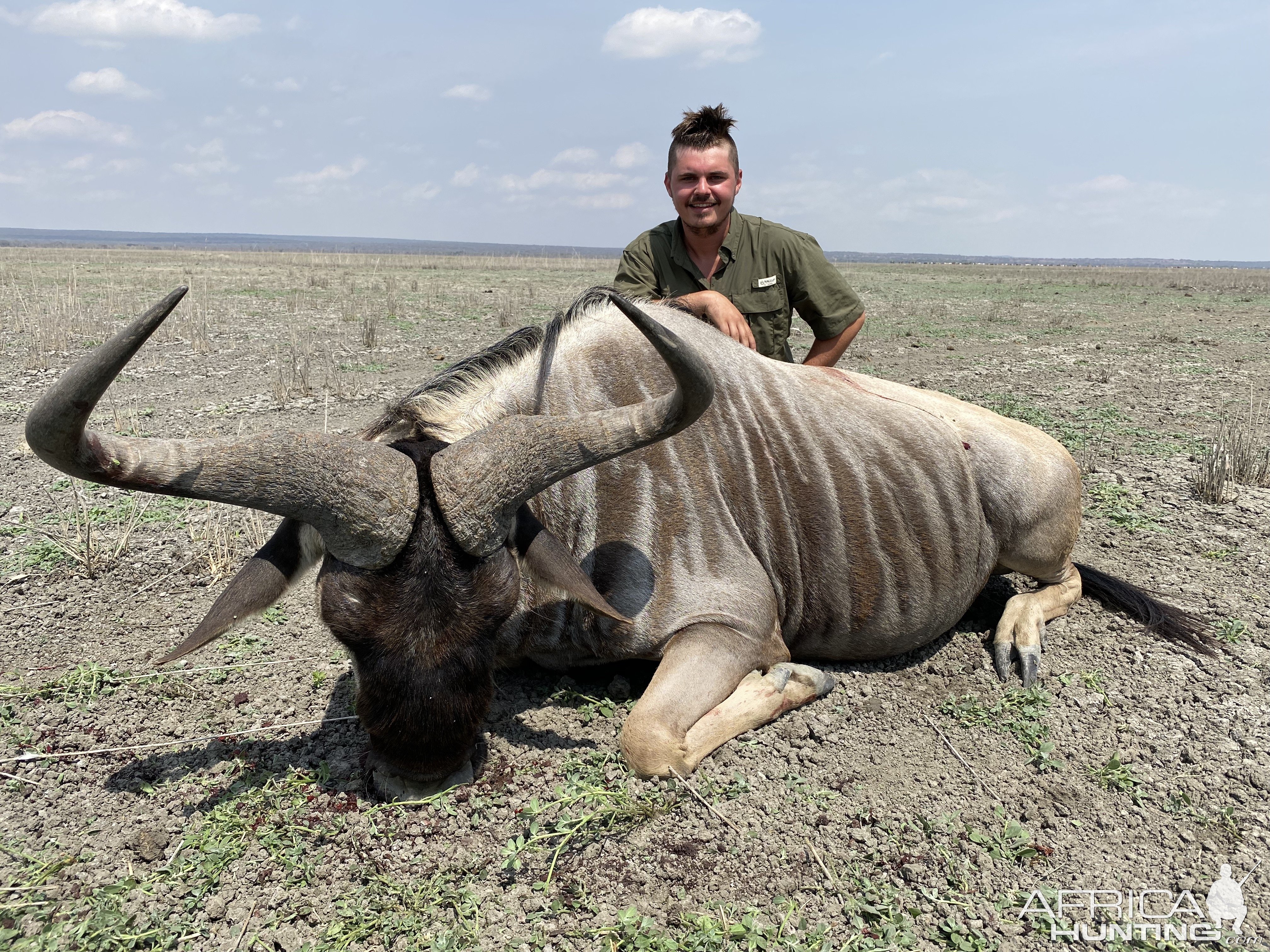 Blue Wildebeest Hunting Tanzania