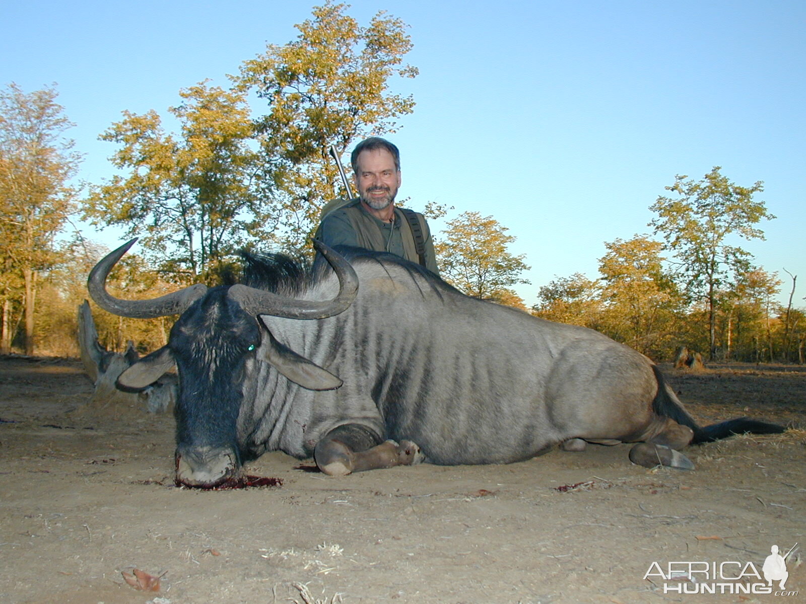 Blue Wildebeest Hunting