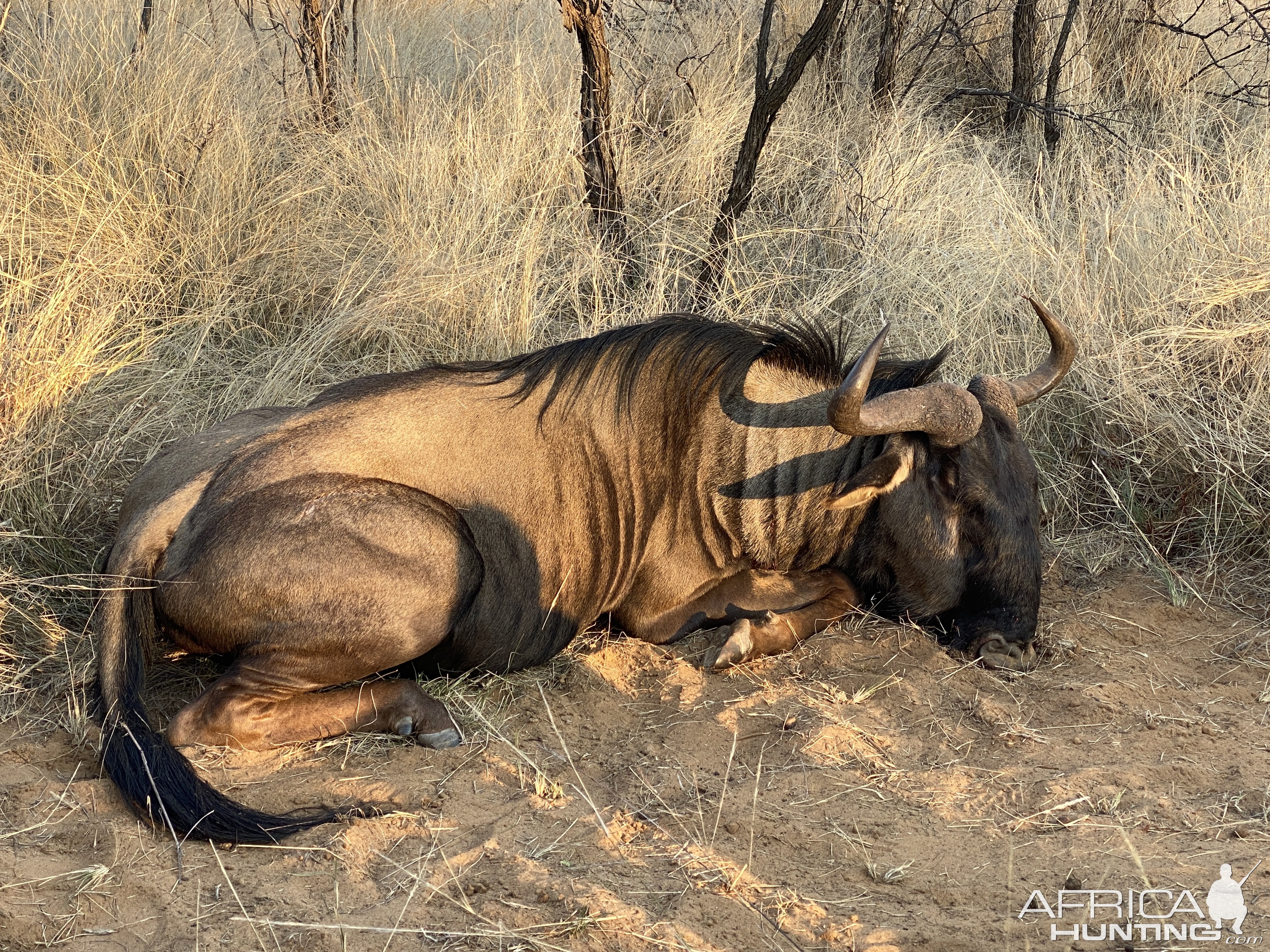 Blue Wildebeest Hunting