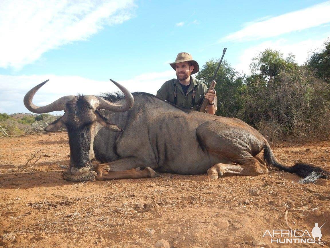 Blue Wildebeest Hunting