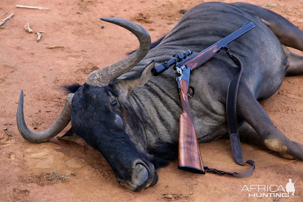 Blue Wildebeest Hunting