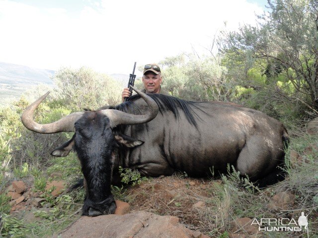 Blue Wildebeest Hunting