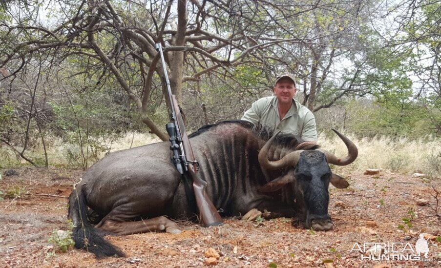 Blue Wildebeest Hunting