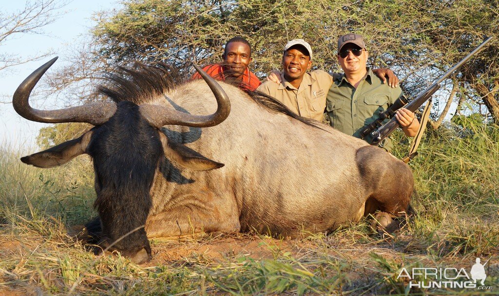 Blue Wildebeest Hunting