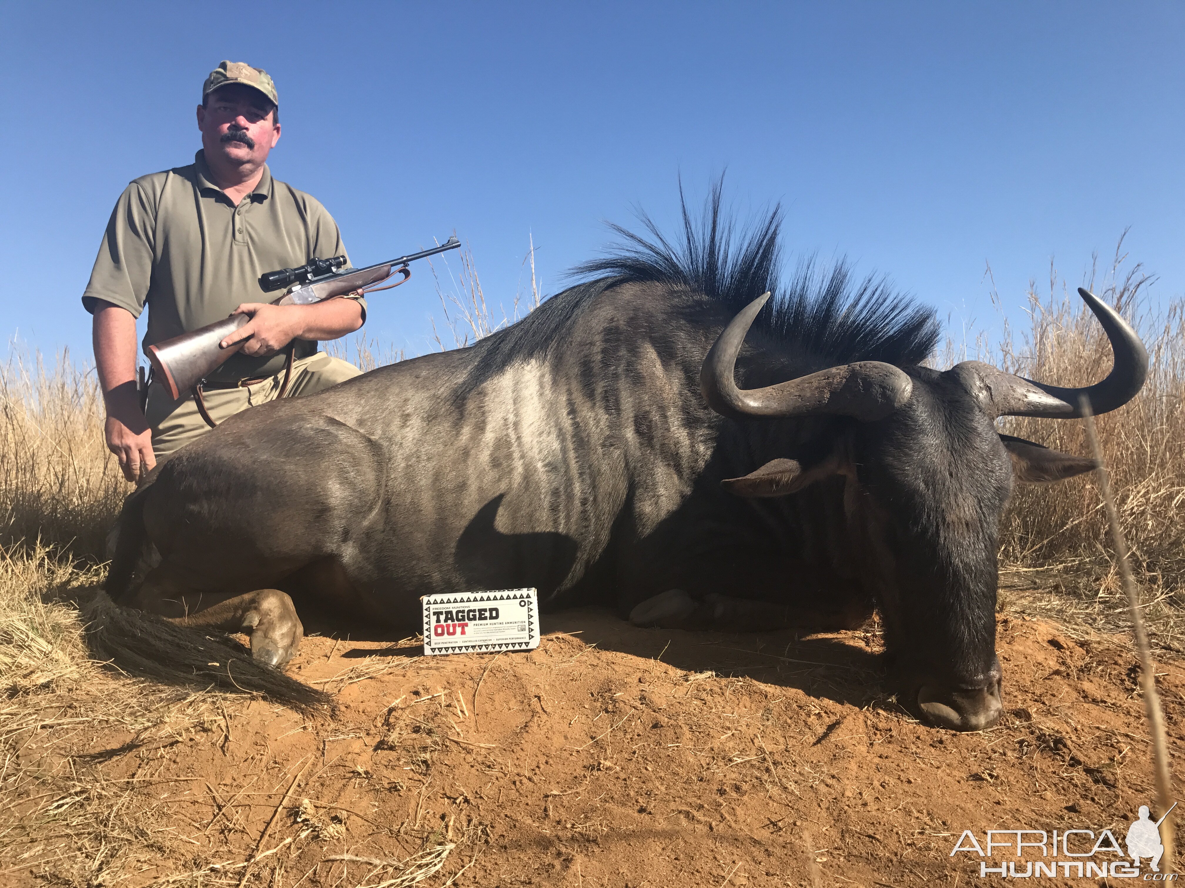 Blue Wildebeest Hunting