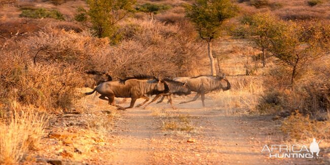 Blue Wildebeest in Namibia