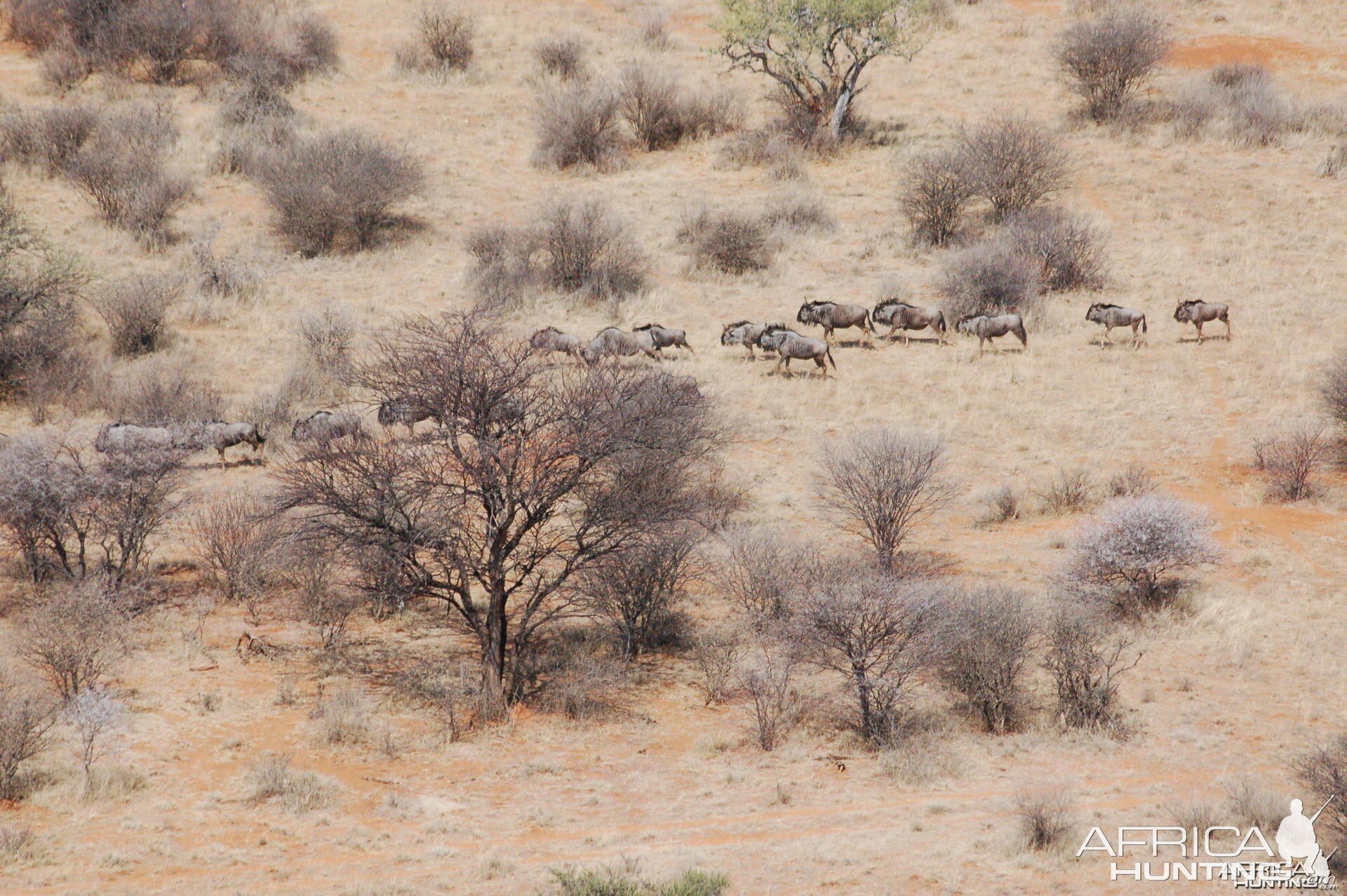 Blue Wildebeest in Namibia