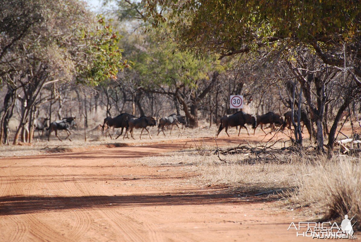 Blue Wildebeest in South Africa