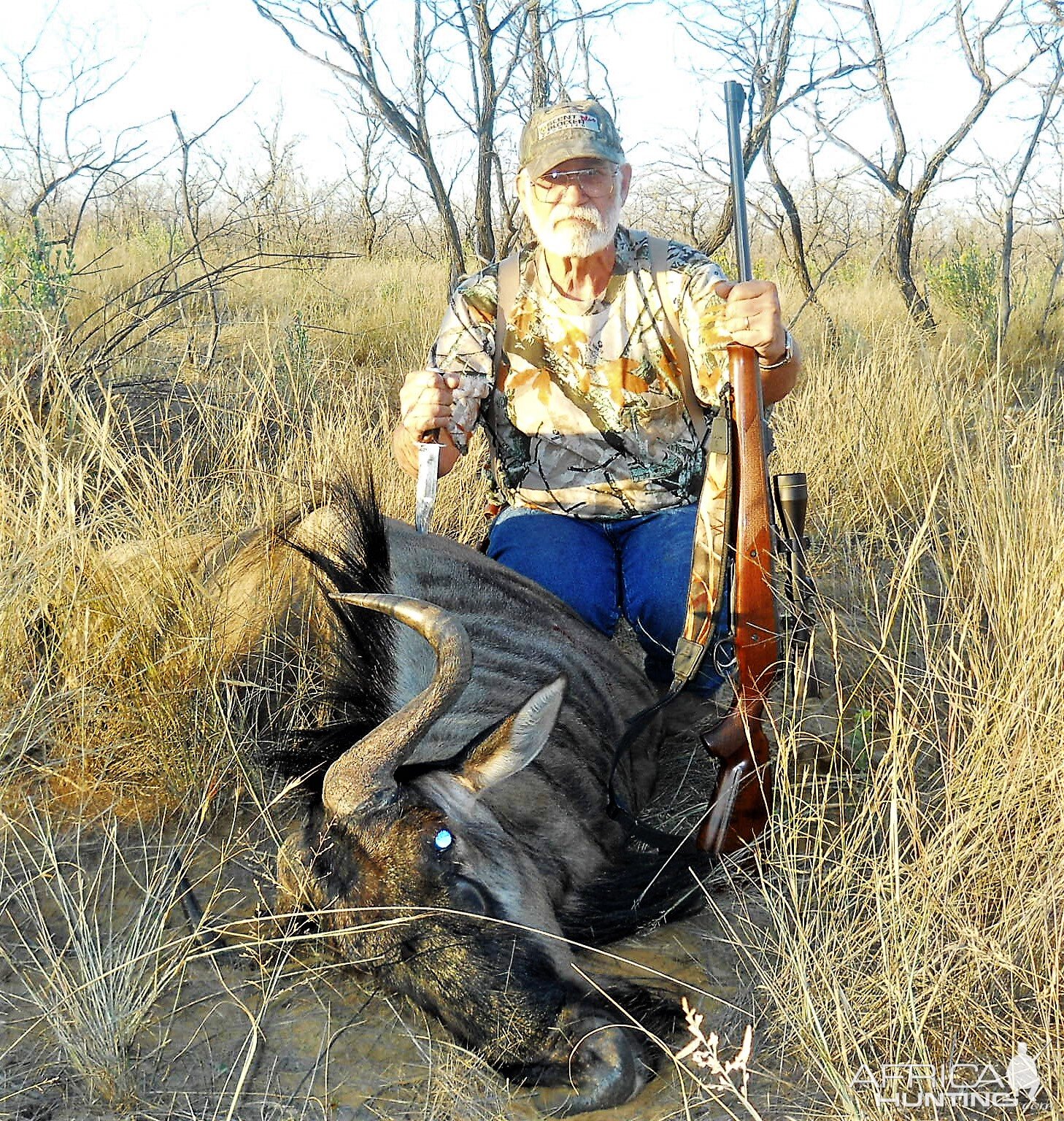 blue wildebeest in south africa