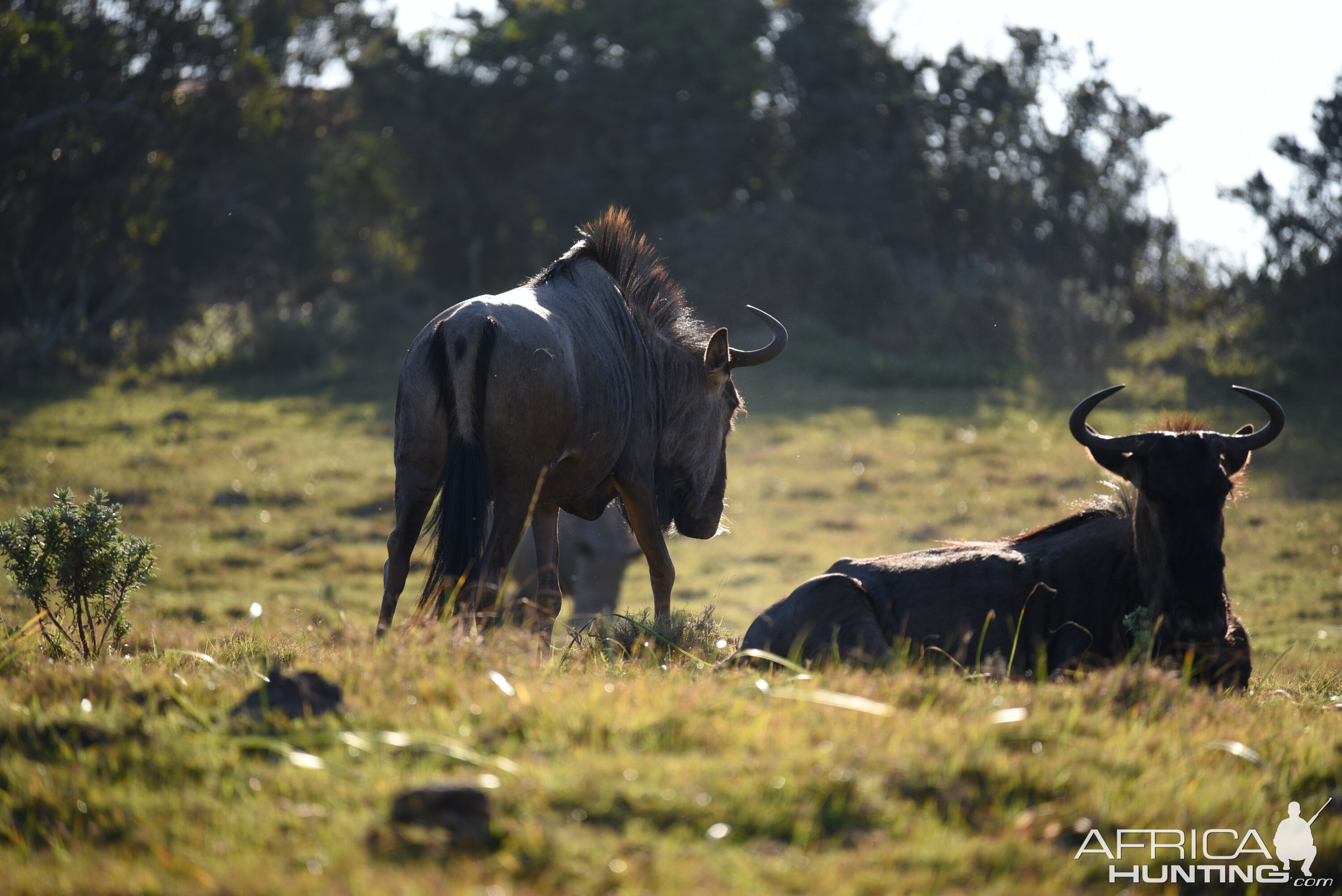 Blue Wildebeest in South Africa