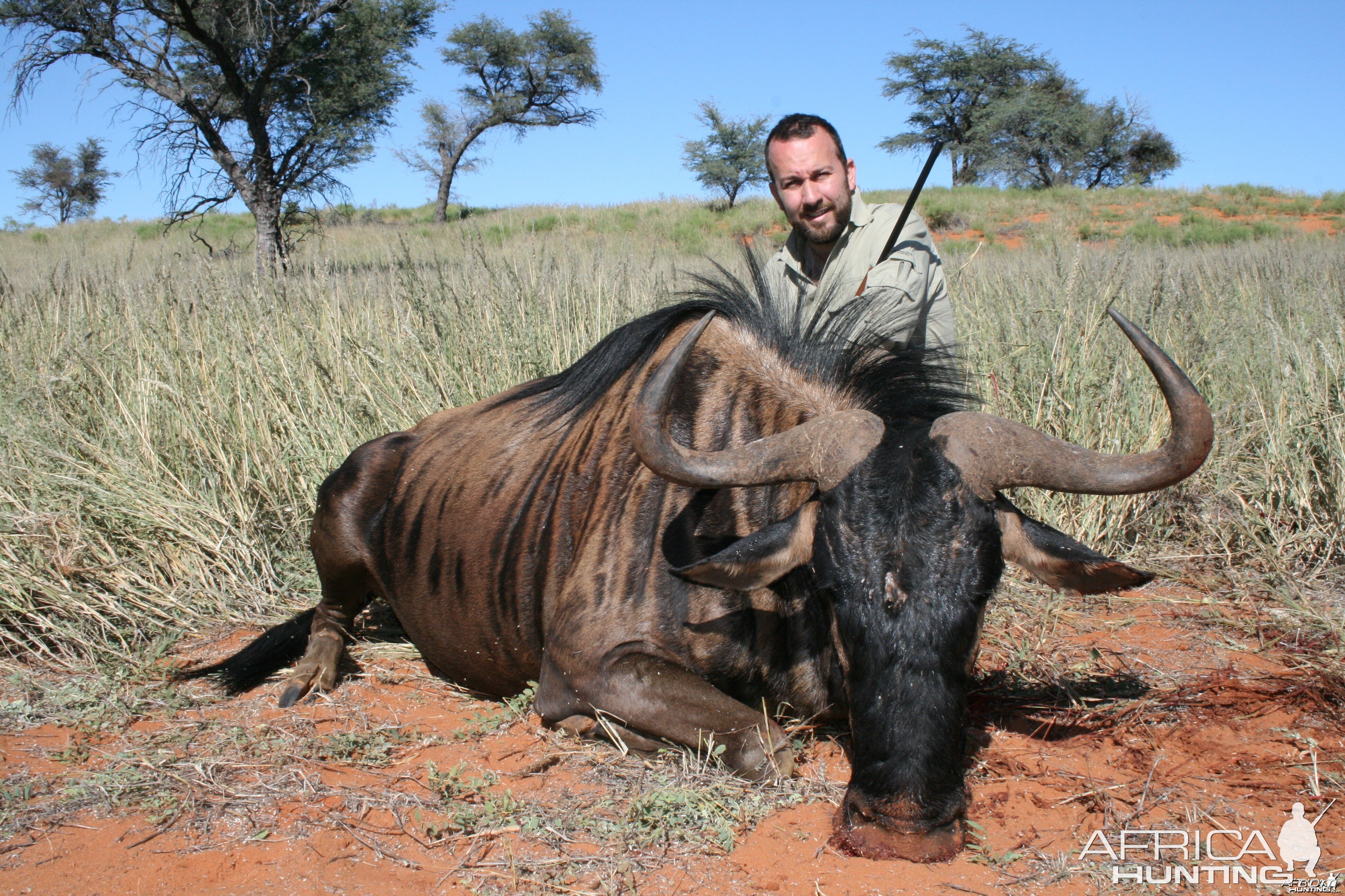 Blue Wildebeest, Kalahari