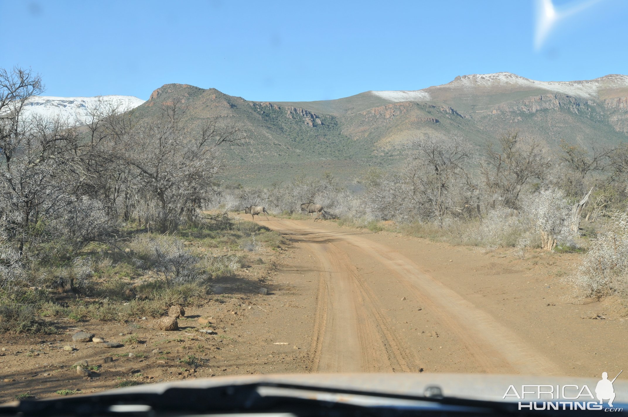 Blue Wildebeest Karoo South Africa