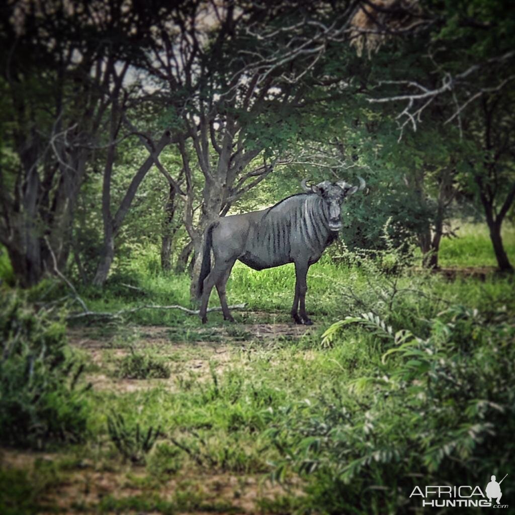 Blue Wildebeest Limpopo South Africa