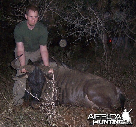 Blue Wildebeest Limpopo South Africa